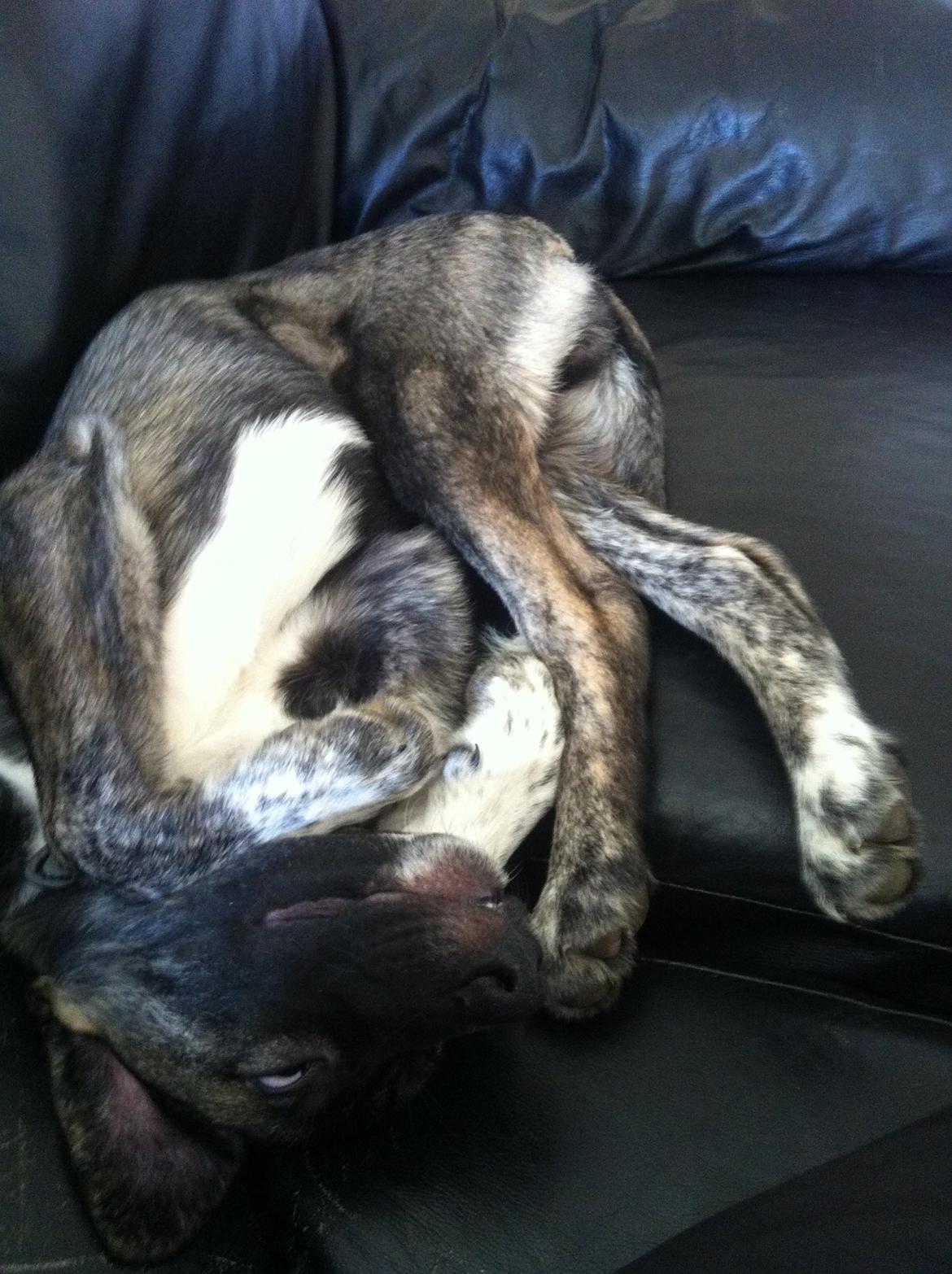 Blanding af racer Balder billede 3