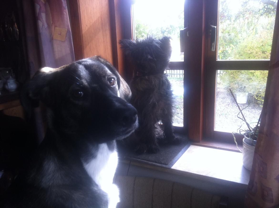 Blanding af racer Balder billede 4