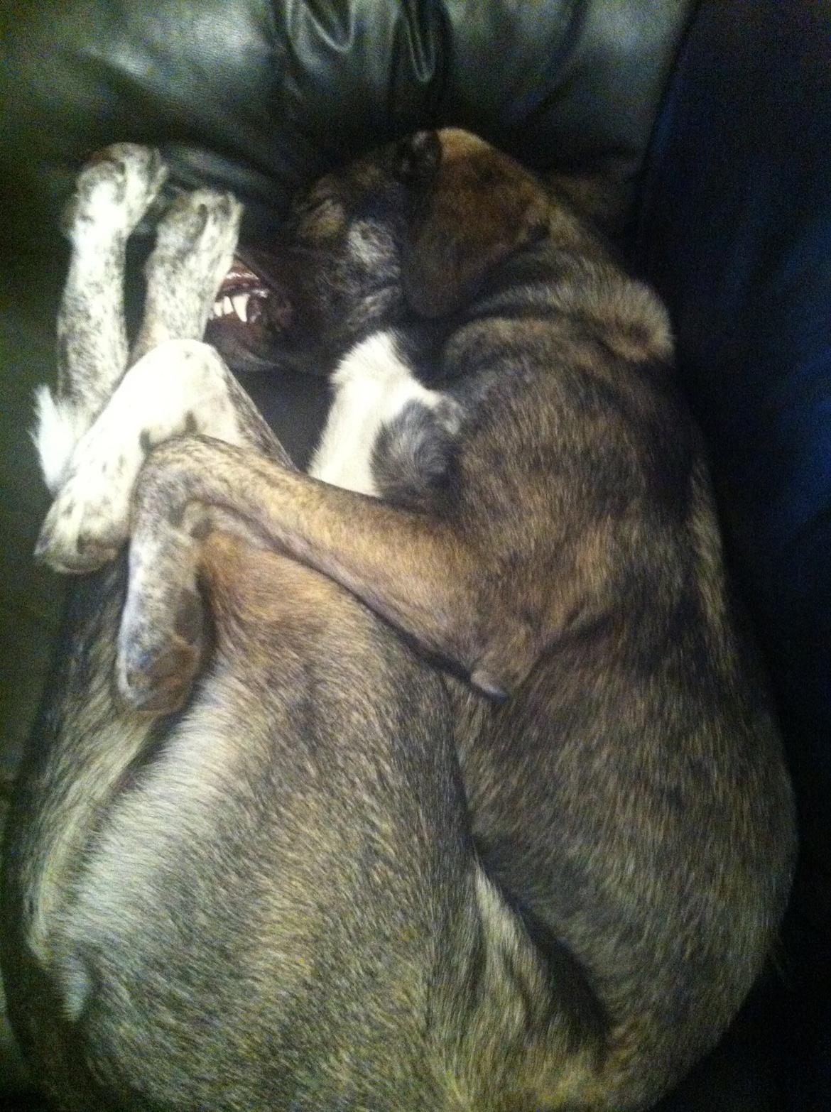 Blanding af racer Balder billede 5