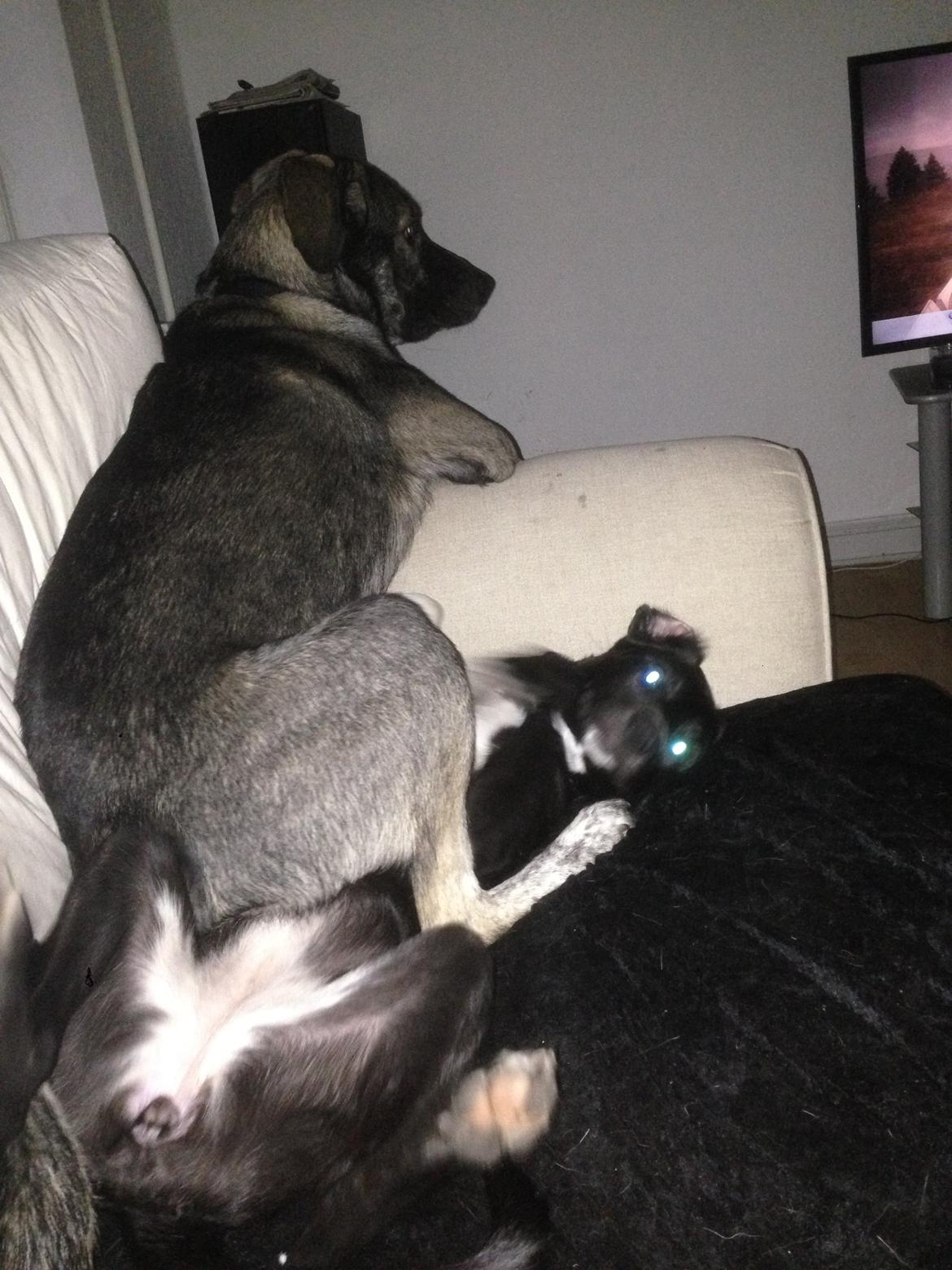 Blanding af racer Balder billede 6