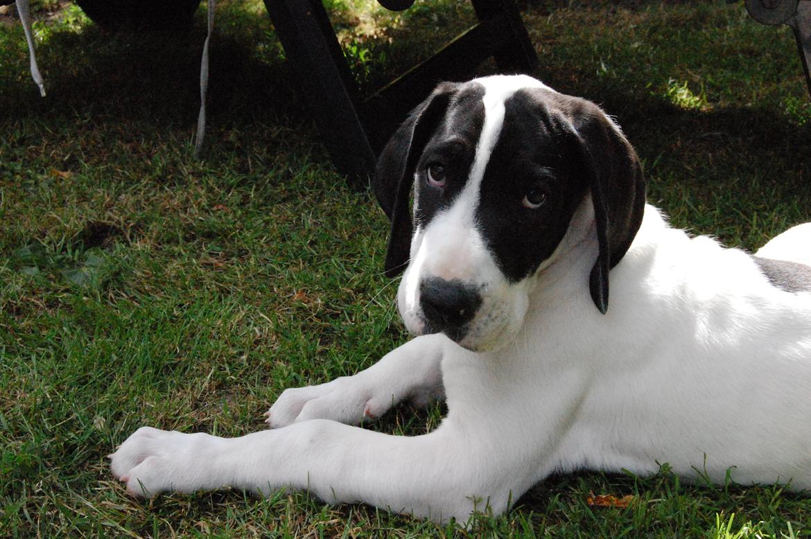 Grand danois Sylvester 11/4-2014 billede 1