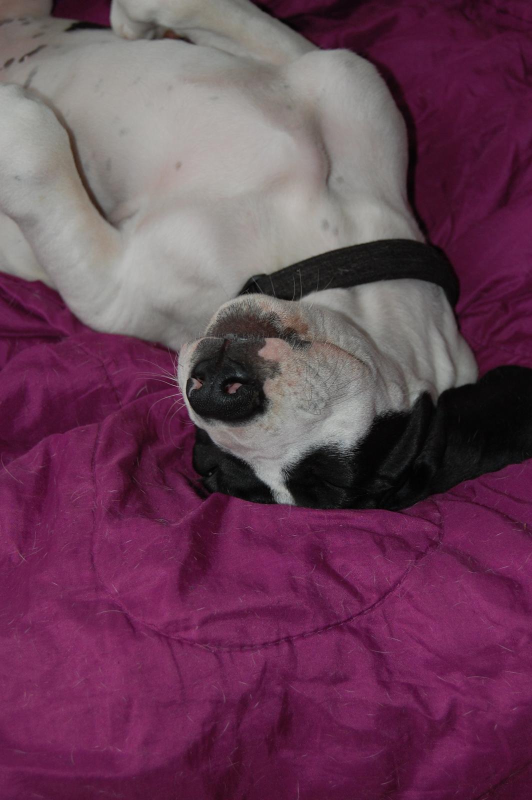 Grand danois Sylvester 11/4-2014 billede 2