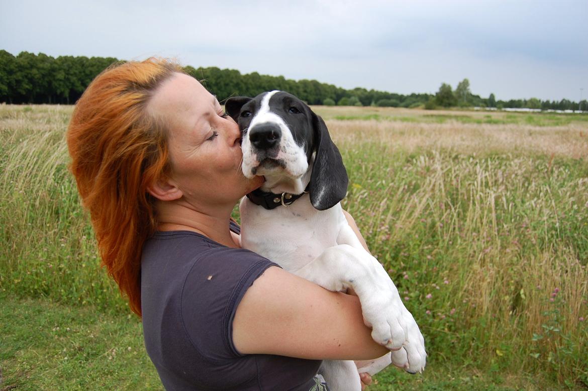 Grand danois Sylvester 11/4-2014 billede 3