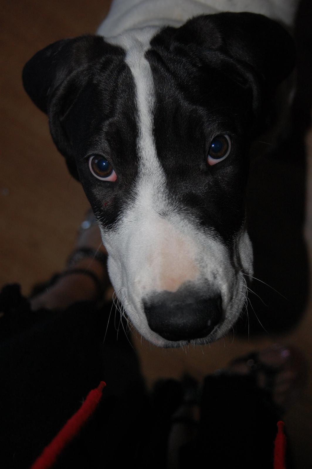 Grand danois Sylvester 11/4-2014 billede 4