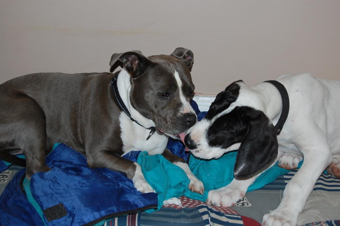 Grand danois Sylvester 11/4-2014 billede 5