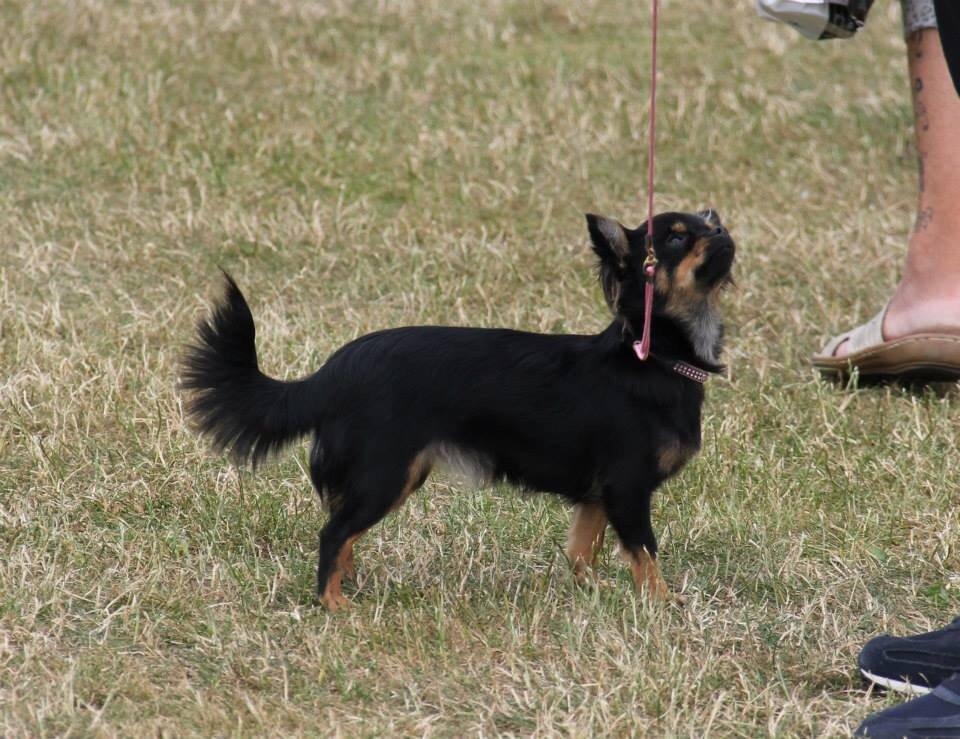 Chihuahua Manzanas Evelyn De Noir billede 3