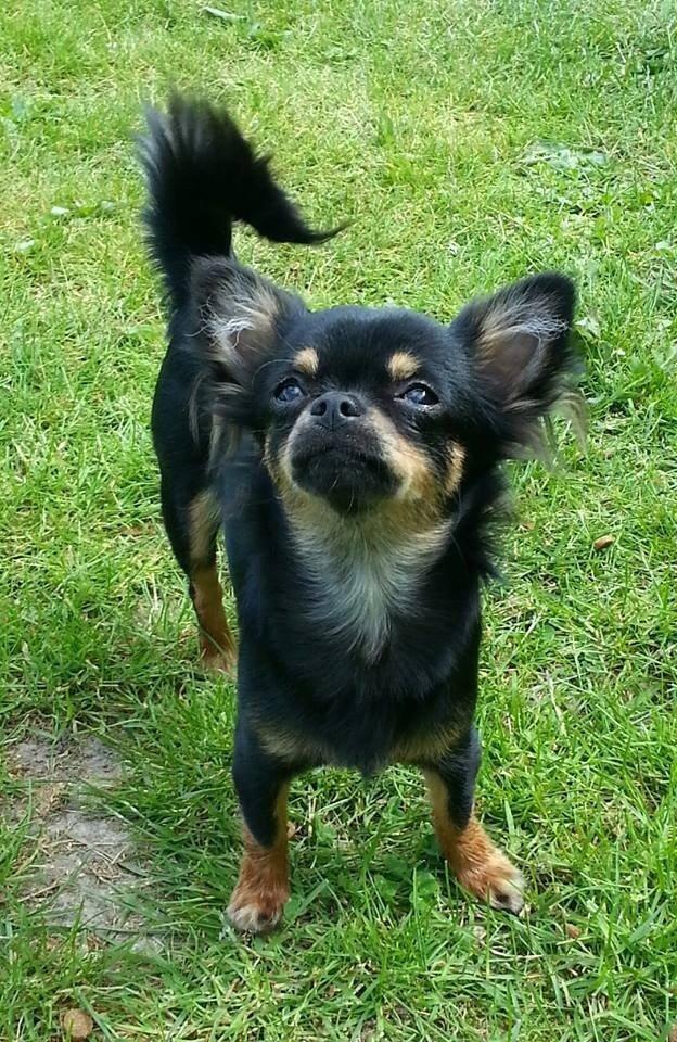 Chihuahua Manzanas Evelyn De Noir billede 5