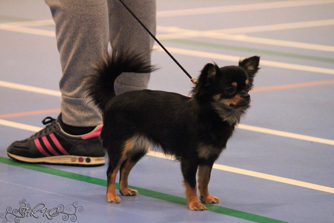 Chihuahua Manzanas Evelyn De Noir billede 14