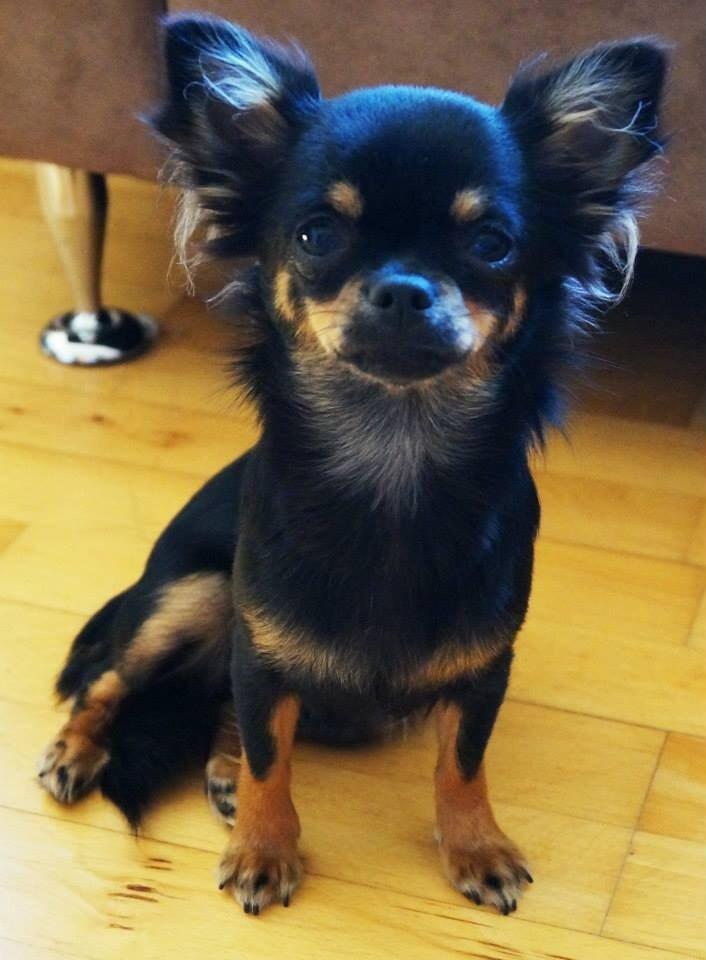 Chihuahua Manzanas Evelyn De Noir billede 2