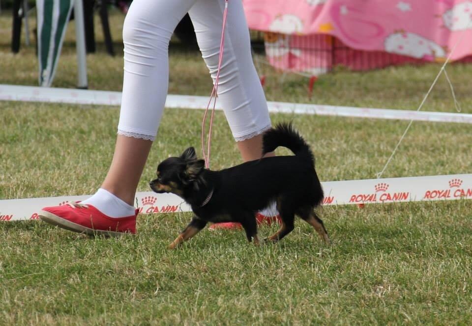 Chihuahua Manzanas Evelyn De Noir billede 8