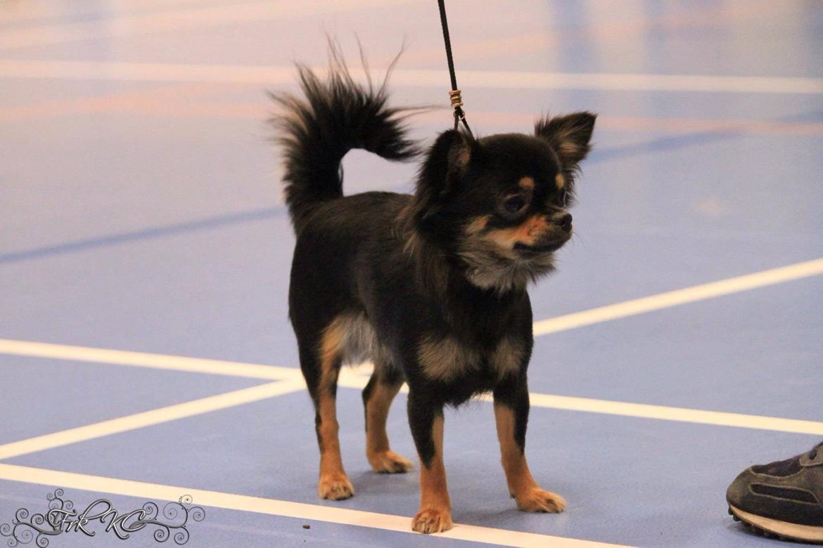 Chihuahua Manzanas Evelyn De Noir billede 9