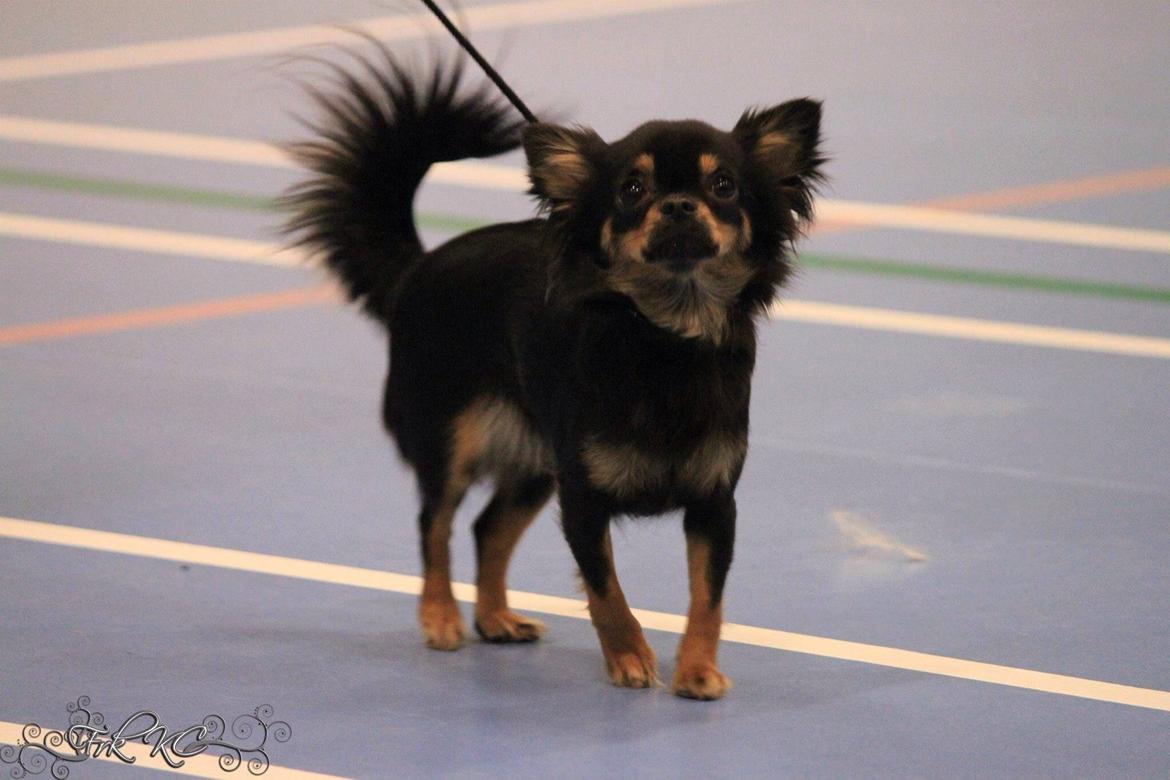 Chihuahua Manzanas Evelyn De Noir billede 12