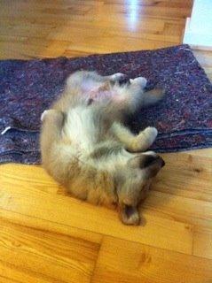 Islandsk fårehund Viggo billede 12