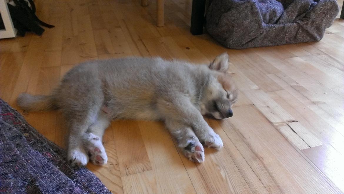 Islandsk fårehund Viggo billede 13