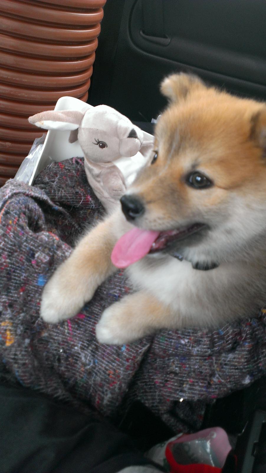 Islandsk fårehund Viggo billede 14