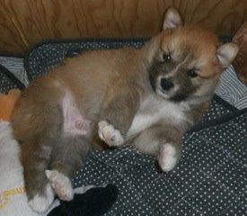 Islandsk fårehund Viggo billede 15