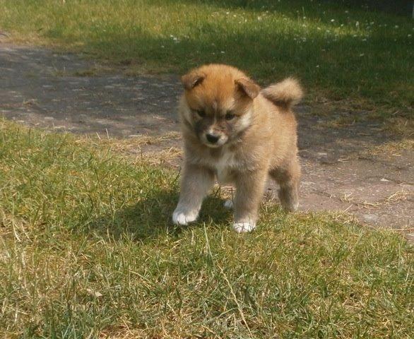 Islandsk fårehund Viggo billede 16