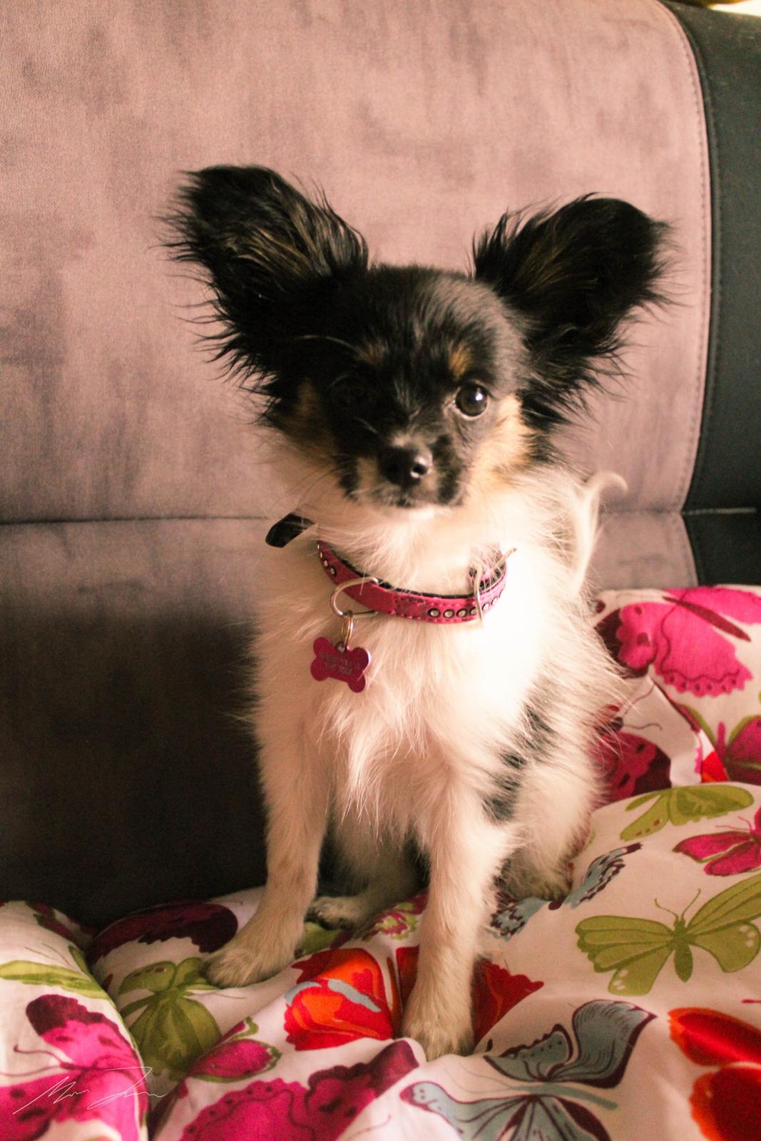 Papillon Joy Sukkermås (RIP) billede 8