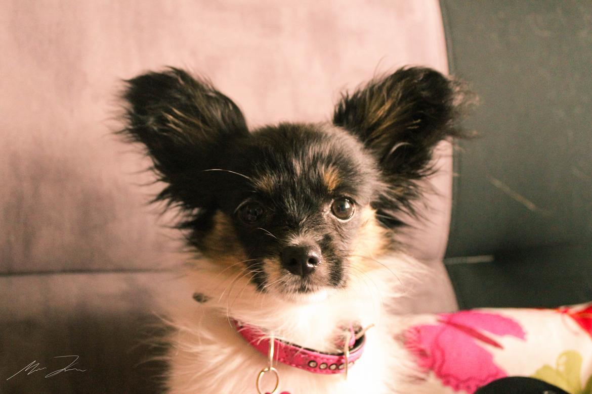 Papillon Joy Sukkermås (RIP) billede 10