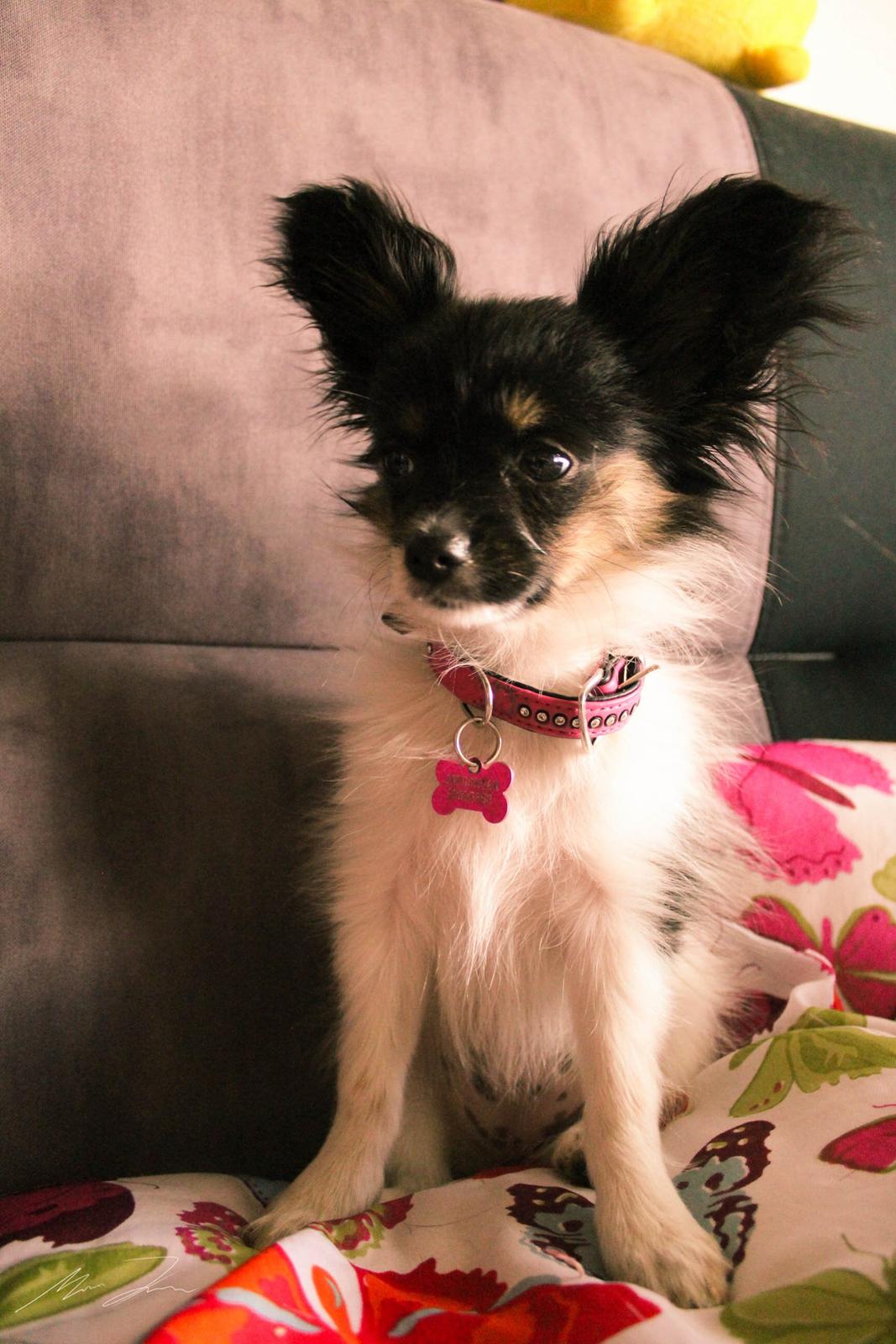 Papillon Joy Sukkermås (RIP) billede 11