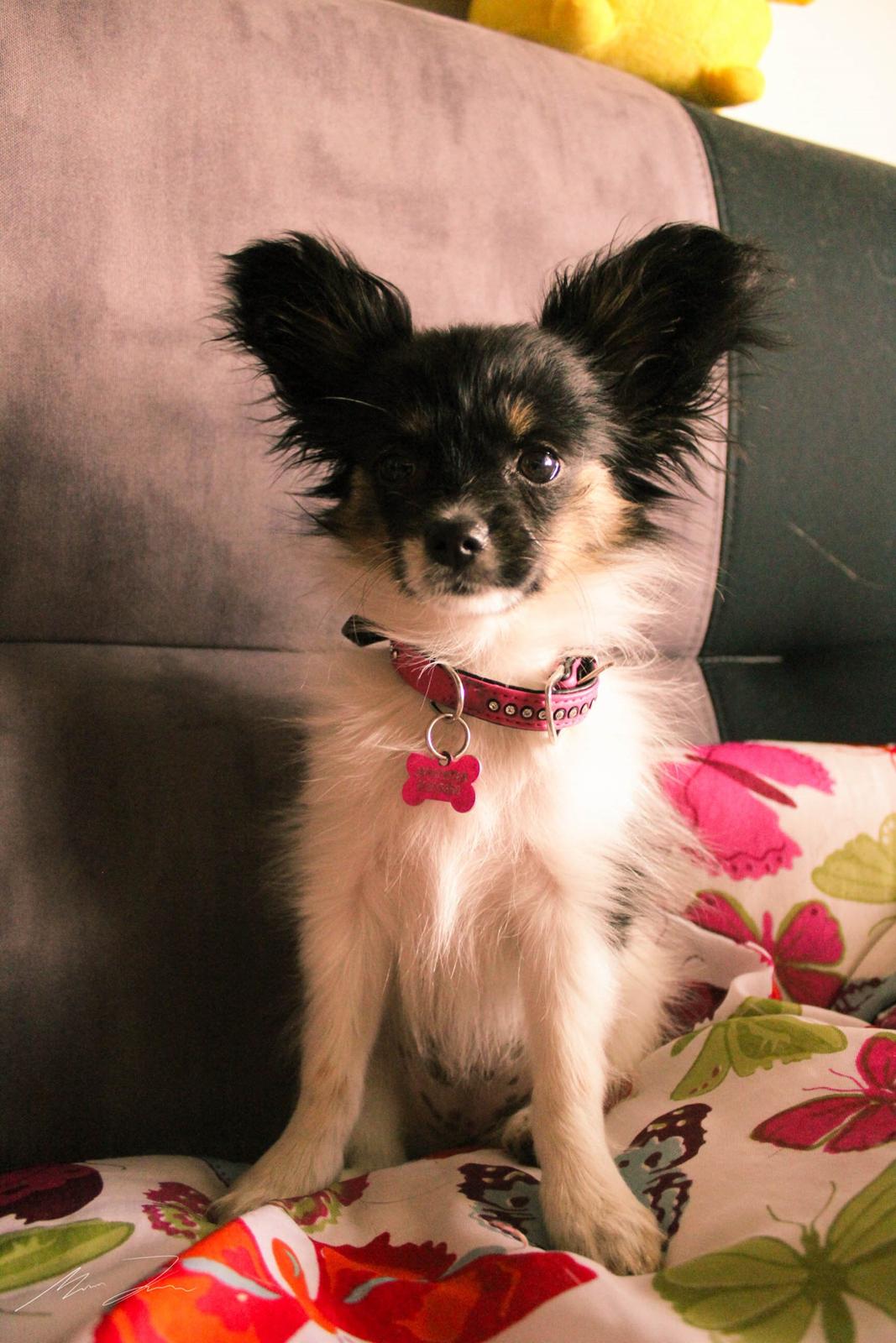 Papillon Joy Sukkermås (RIP) billede 15