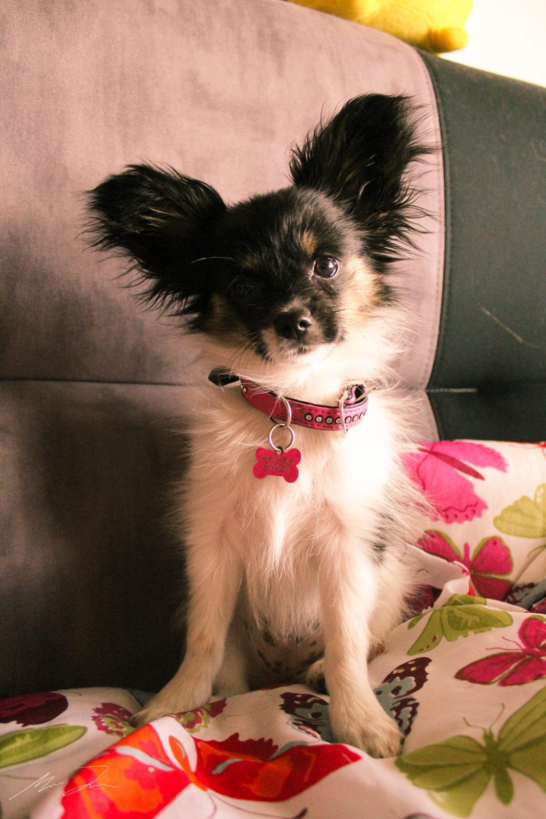 Papillon Joy Sukkermås (RIP) billede 14