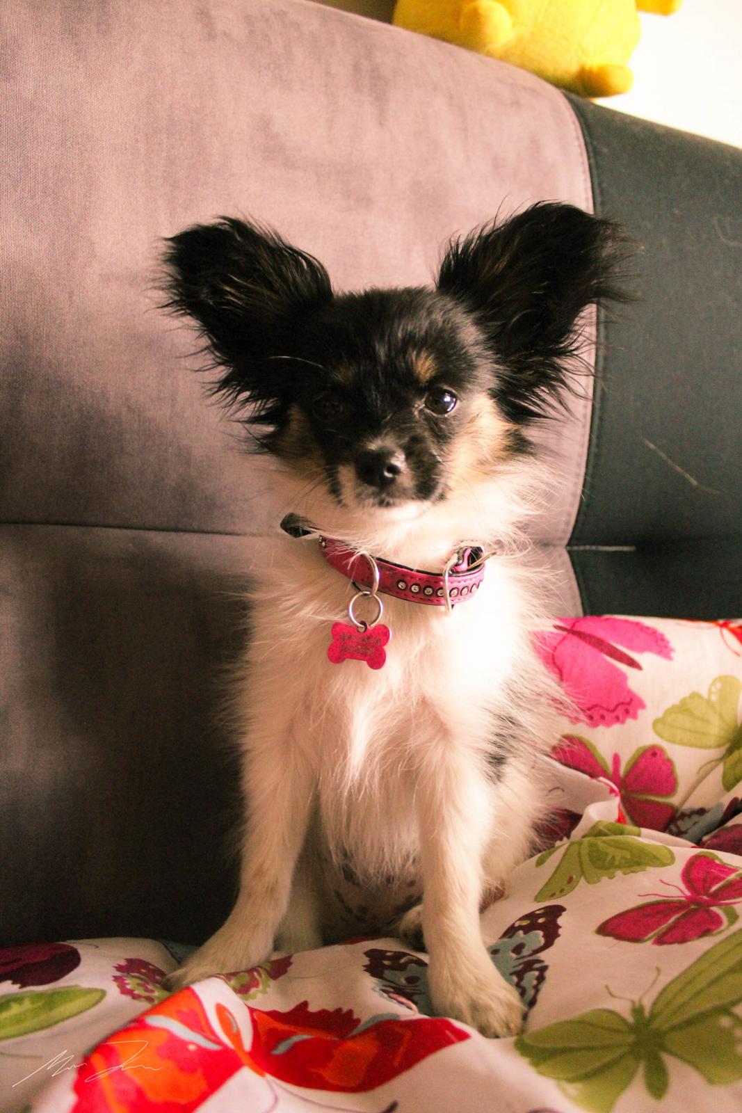 Papillon Joy Sukkermås (RIP) billede 12