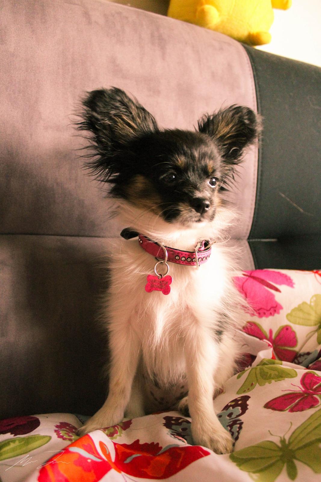 Papillon Joy Sukkermås (RIP) billede 13