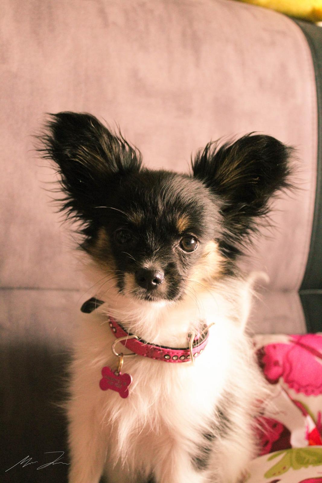 Papillon Joy Sukkermås (RIP) billede 9