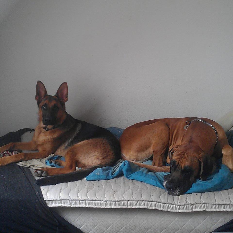 Schæferhund Bjørn billede 17