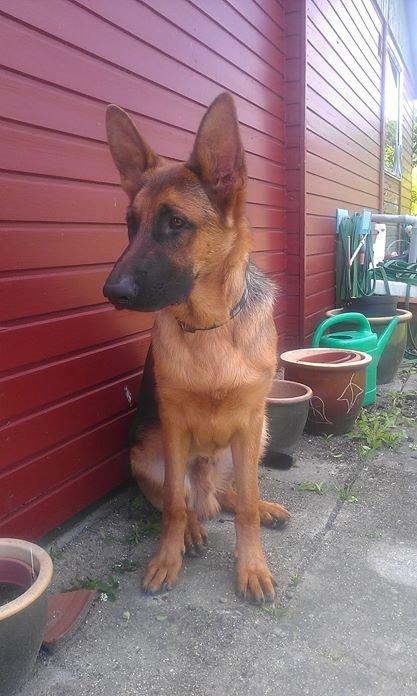 Schæferhund Bjørn billede 18