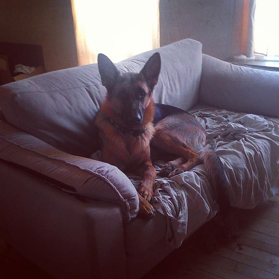 Schæferhund Bjørn billede 19