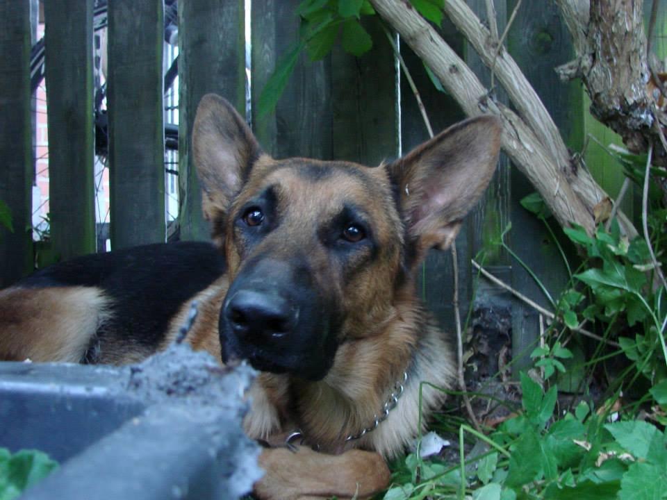 Schæferhund Bjørn billede 20