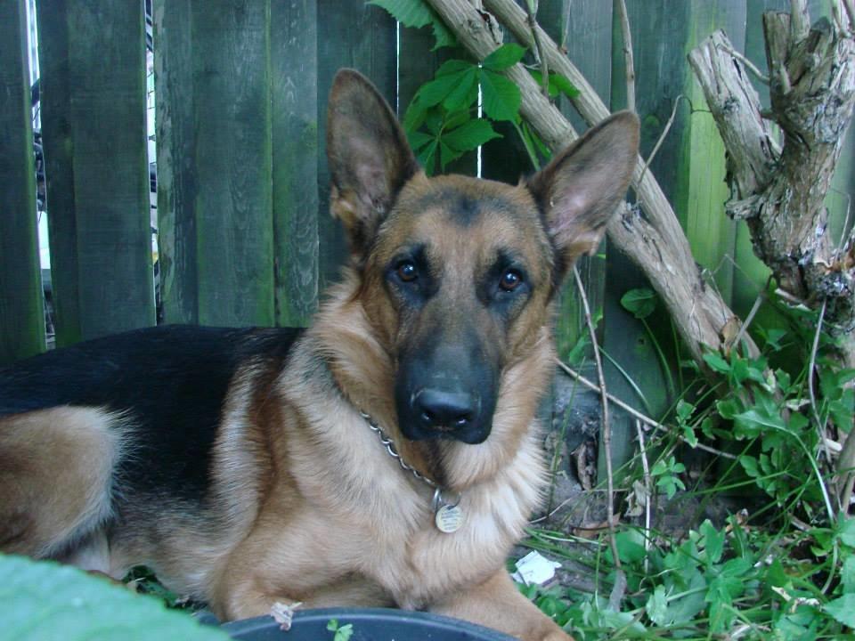 Schæferhund Bjørn billede 21