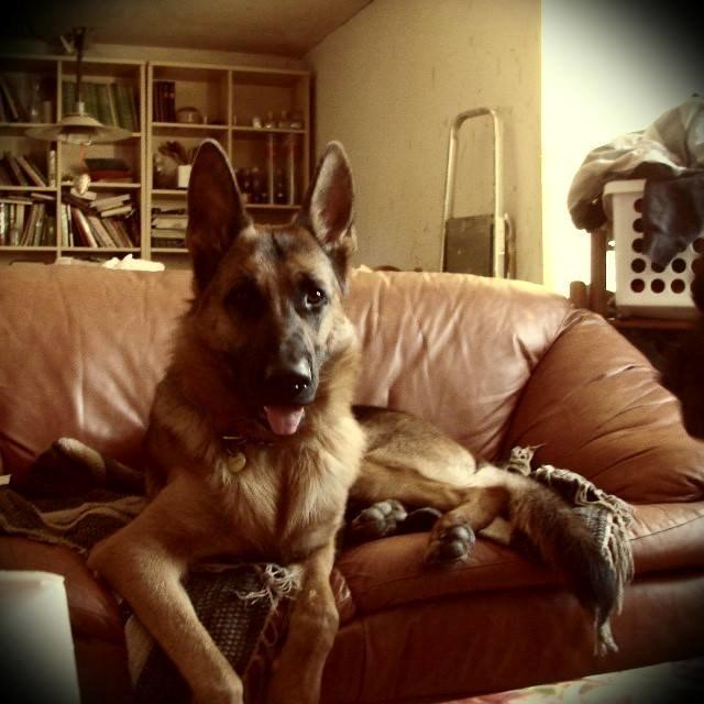 Schæferhund Bjørn billede 1