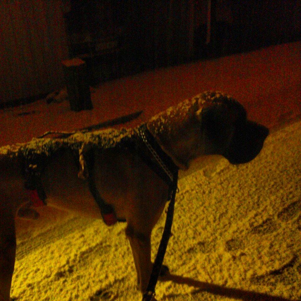 Grand danois Baby R.I.P* † billede 20