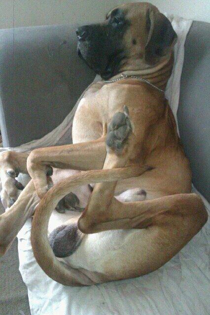 Grand danois Baby R.I.P* † billede 21