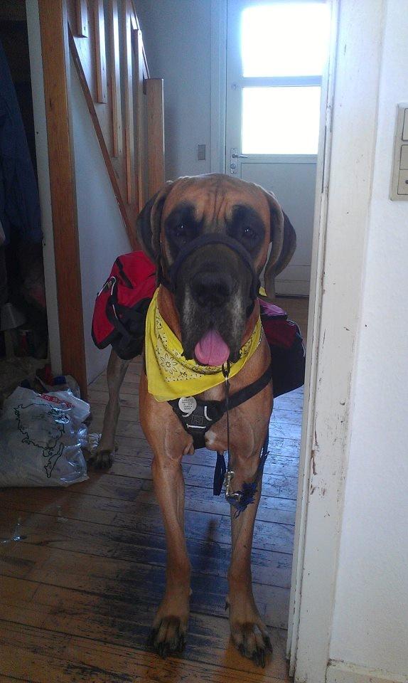 Grand danois Baby R.I.P* † billede 23