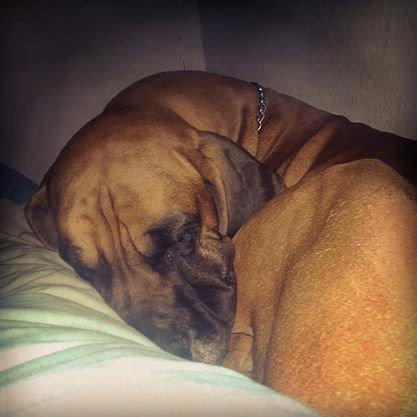 Grand danois Baby R.I.P* † billede 24