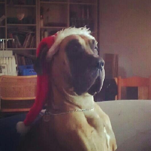 Grand danois Baby R.I.P* † billede 25