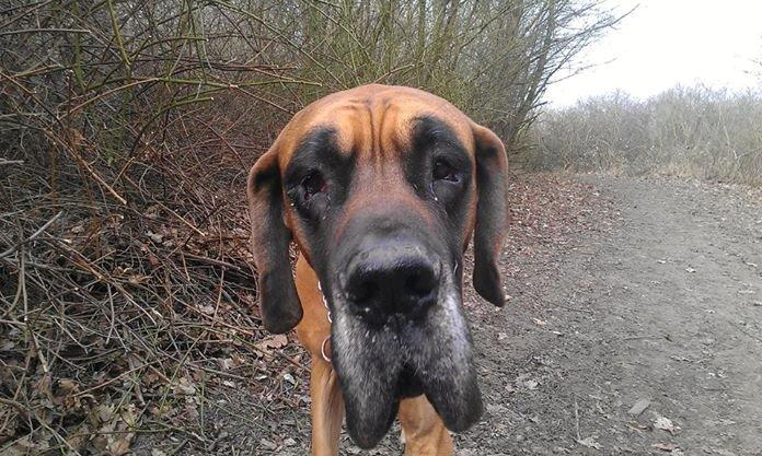 Grand danois Baby R.I.P* † billede 26