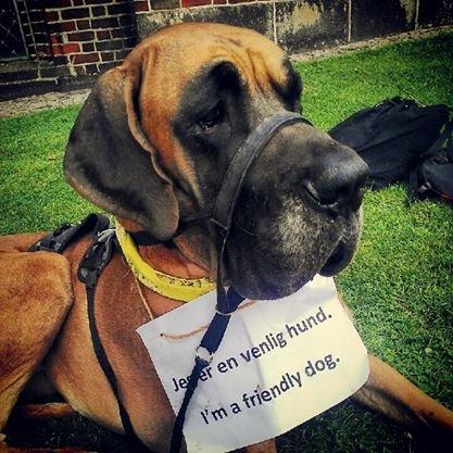 Grand danois Baby R.I.P* † billede 22