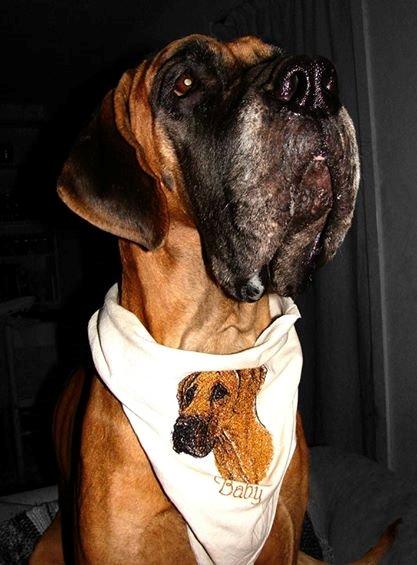 Grand danois Baby R.I.P* † billede 28