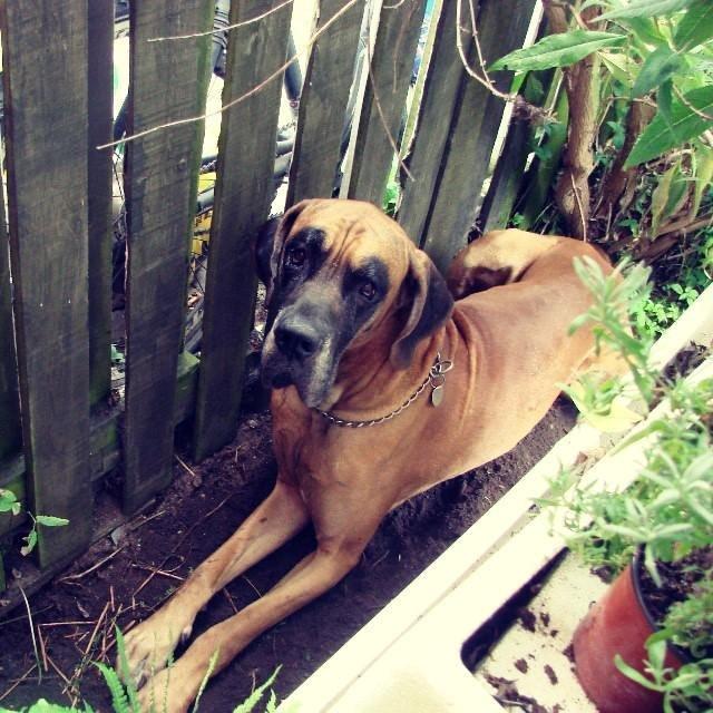 Grand danois Baby R.I.P* † billede 30