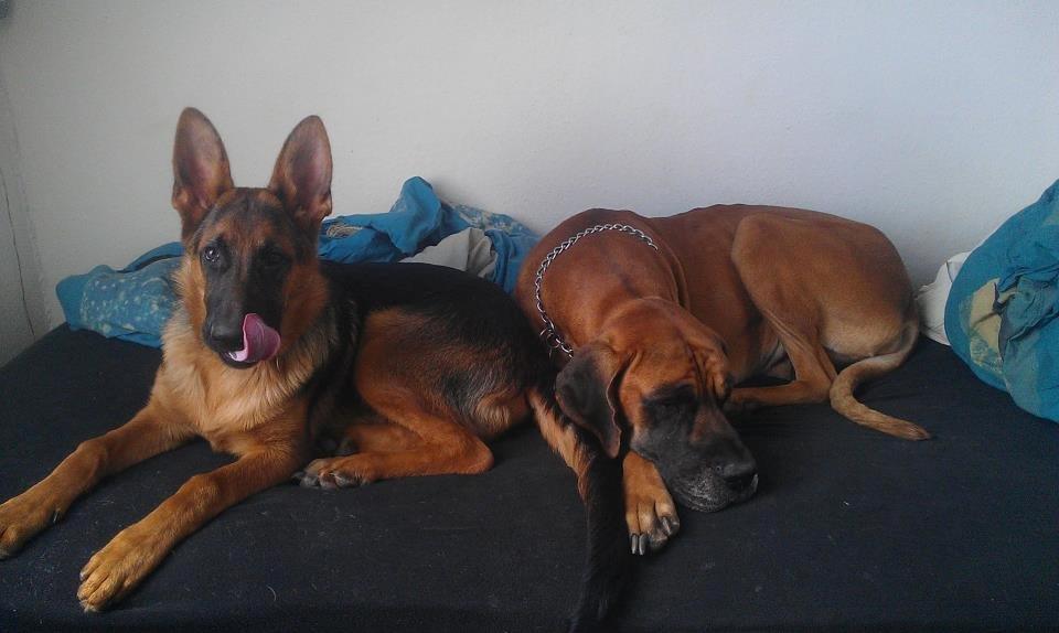 Grand danois Baby R.I.P* † billede 27