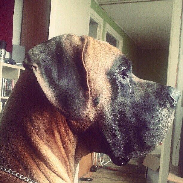 Grand danois Baby R.I.P* † billede 1