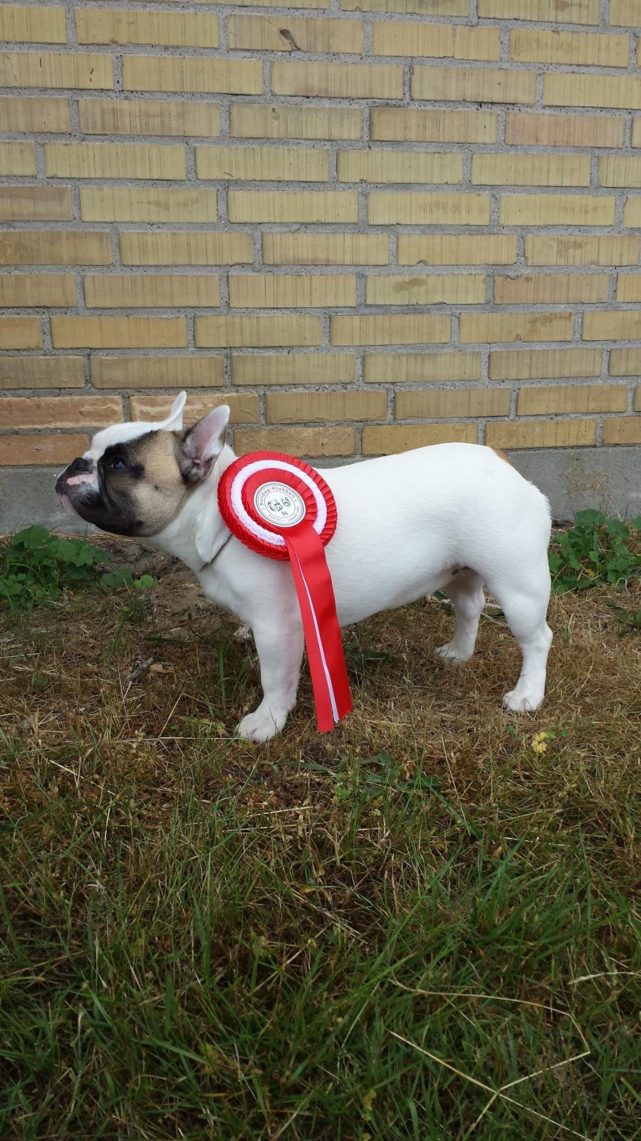 Fransk bulldog Bullystyle's Miss Personality billede 34