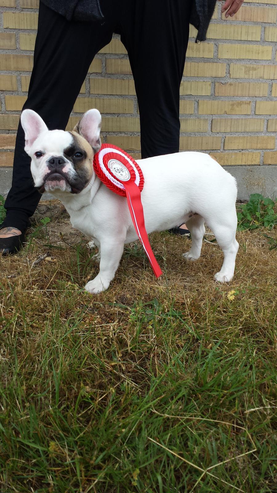 Fransk bulldog Bullystyle's Miss Personality billede 1