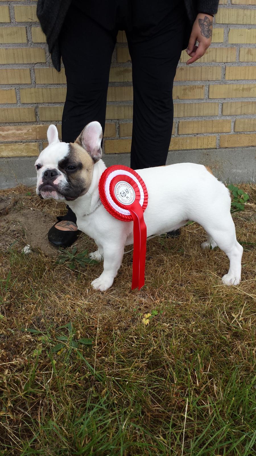 Fransk bulldog Bullystyle's Miss Personality billede 35