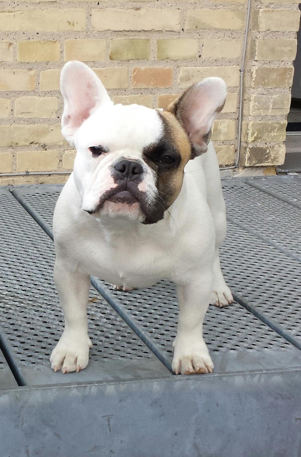 Fransk bulldog Bullystyle's Miss Personality billede 2
